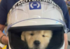 Lewis Hamilton presenta a Halo, su nuevo compañero tras la pérdida de Roscoe