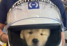 Lewis Hamilton presenta a Halo, su nuevo compañero tras la pérdida de Roscoe
