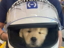Lewis Hamilton presenta a Halo, su nuevo compañero tras la pérdida de Roscoe