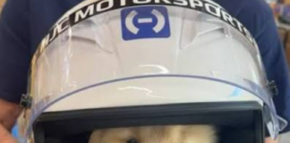 Lewis Hamilton presenta a Halo, su nuevo compañero tras la pérdida de Roscoe