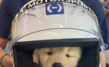 Lewis Hamilton presenta a Halo, su nuevo compañero tras la pérdida de Roscoe